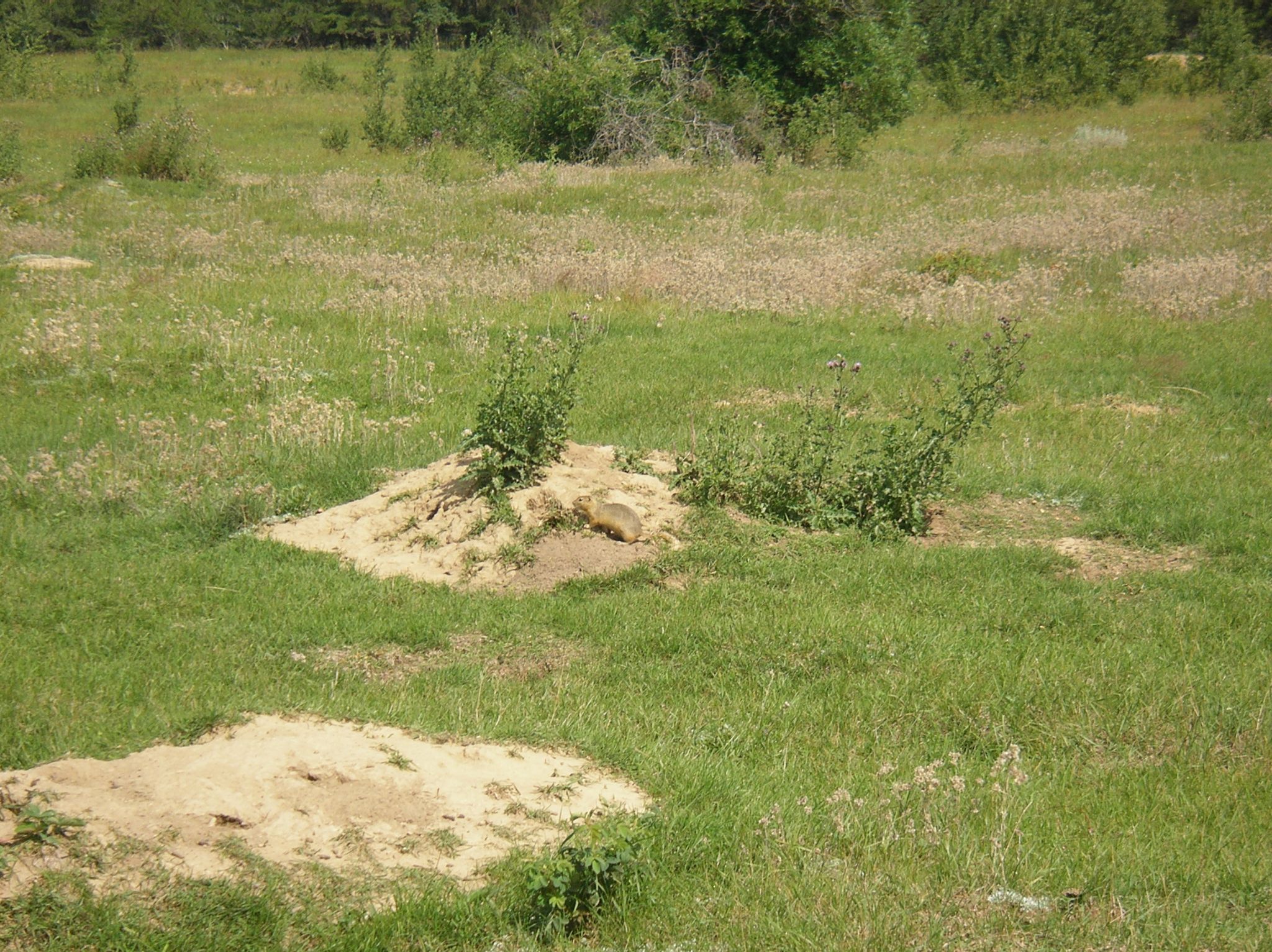 7   Pasture   pasture habitat with ground squirrel tunnels 2004 08 01